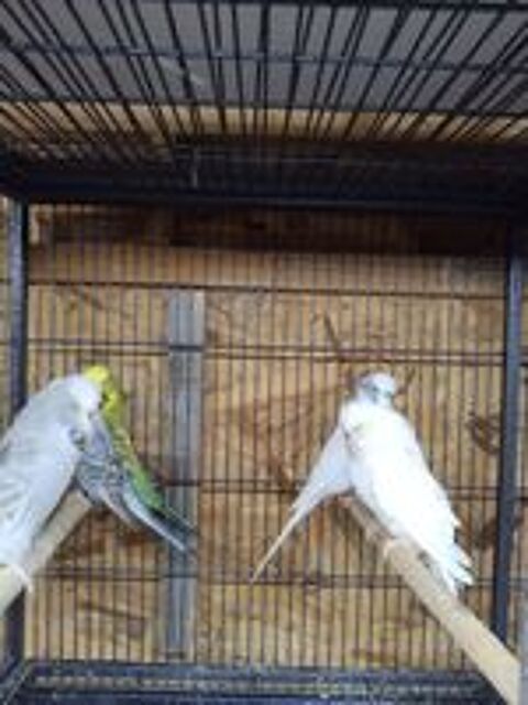   Couple perruches anglaise 