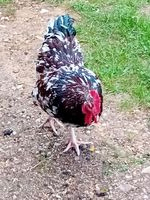   3 coqs Sussex tricolor d'un an 