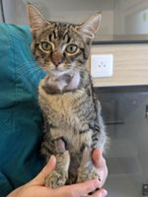   MOON – JEUNE CHATTE À ADOPTER 4 MOIS 