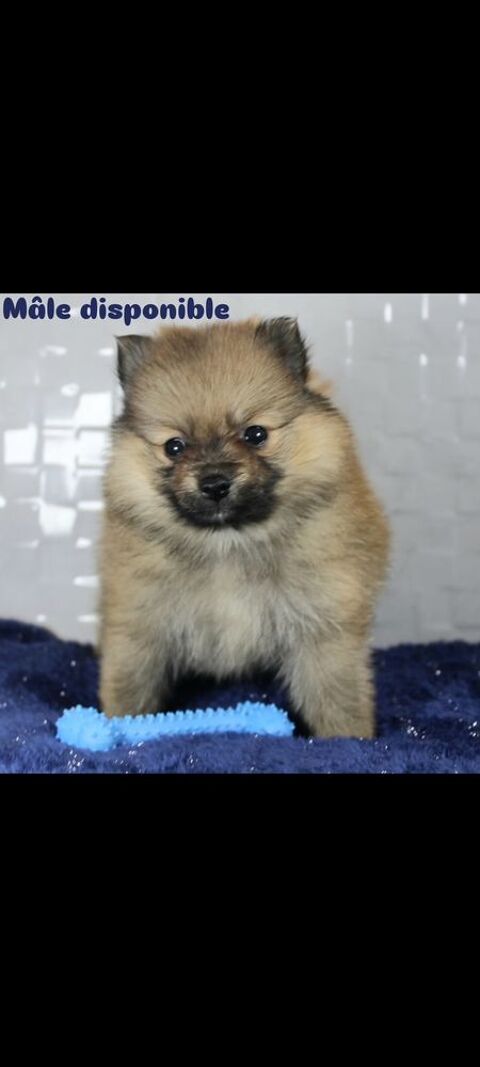 Magnifique chiot spitz petit 850 75005 Paris