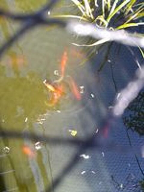   POISSONS ROUGES 