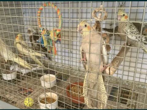 oiseaux 0 77515 Faremoutiers