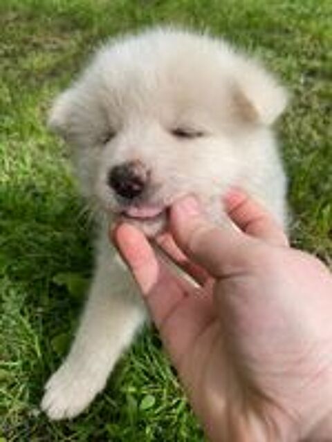   chiot femelle akita inu blanche 