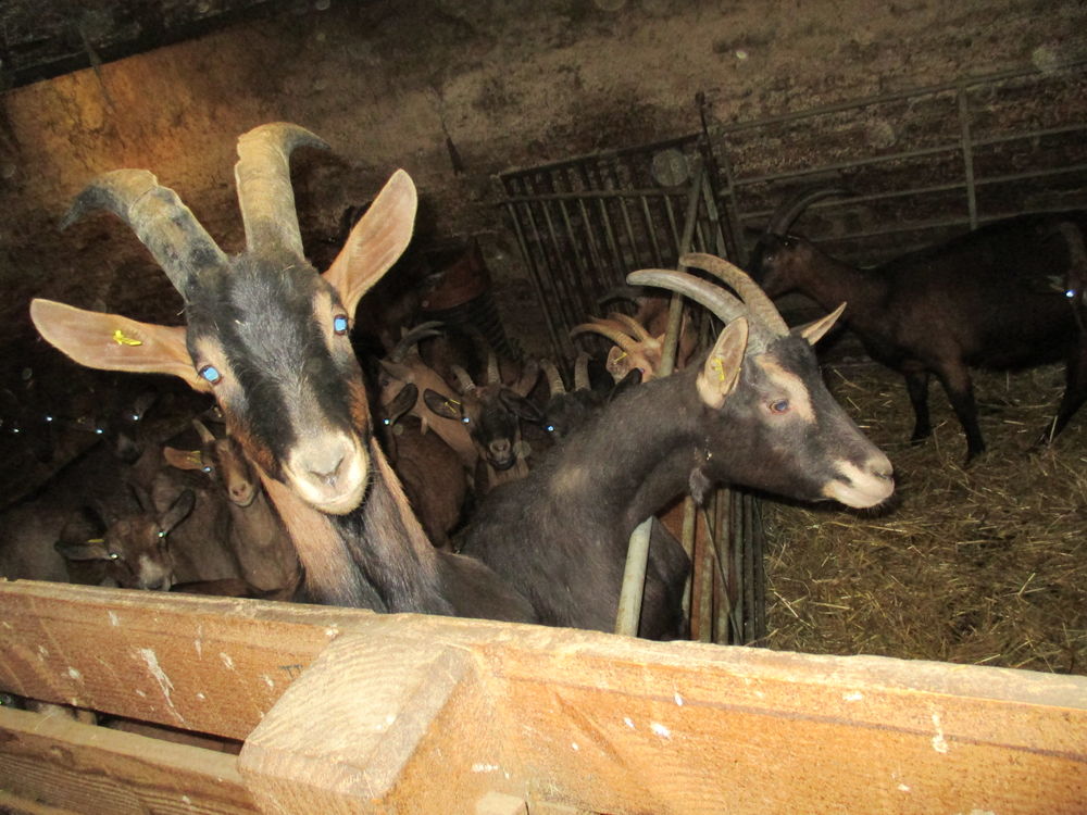   jeune bouc alpin 