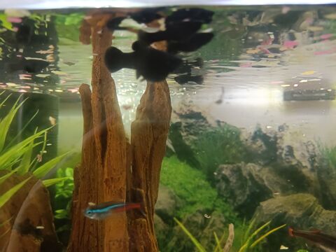 Donne poissons d'aquarium 
Black Molly 0 85110 Saint-germain-de-prinay