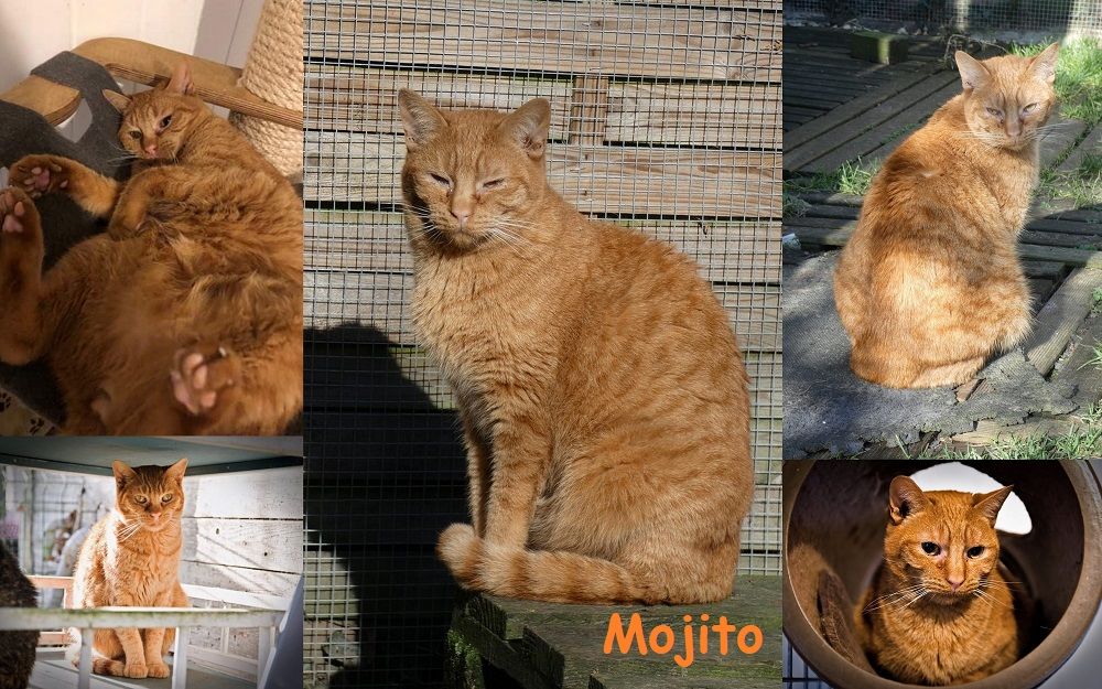   MOJITO 8 ans � adopter 