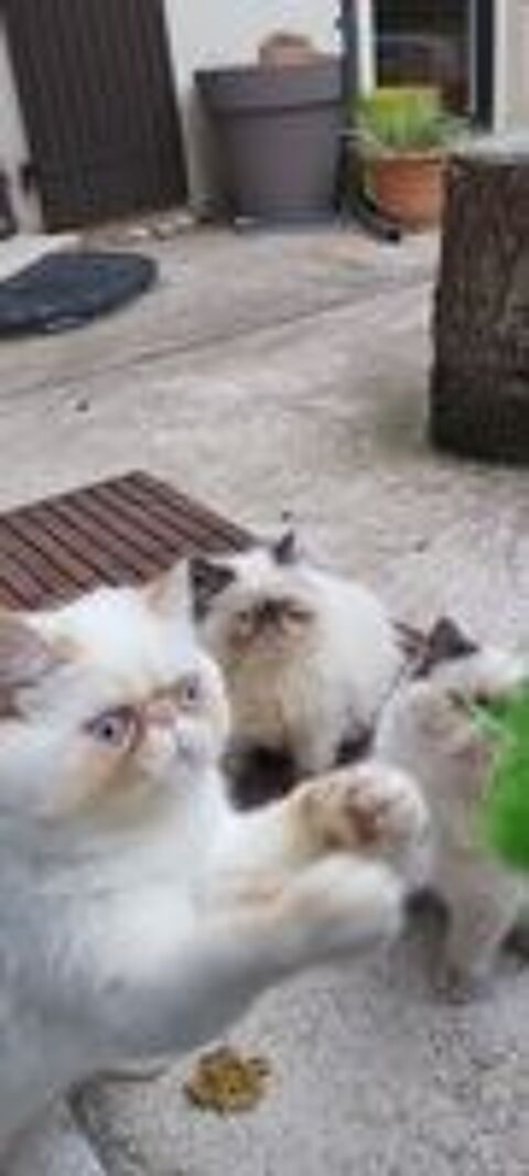   EXOTIC SHORTHAIR COLOURPOINT LOOF MLE  