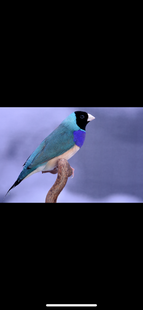 Recherche Diamant de gould 0 32340 Miradoux