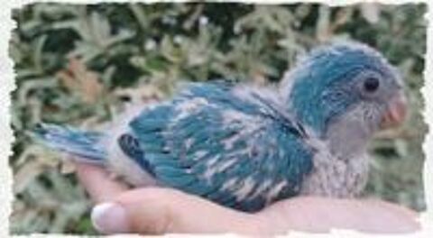   EAM VEUVE SOURIS 2026 