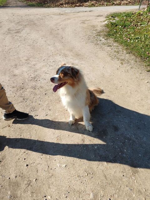 Donne berger australien rouge merle de 7 ans 0 51260 Esclavolles-lurey