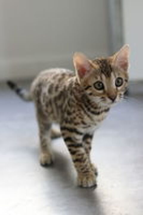   Magnifique Bengal LOOF mâle castré 