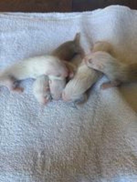   Furetons semi angora  