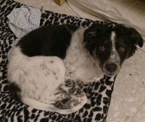 Border collie crois&eacute; australien, 7 mois 0 33170 Gradignan