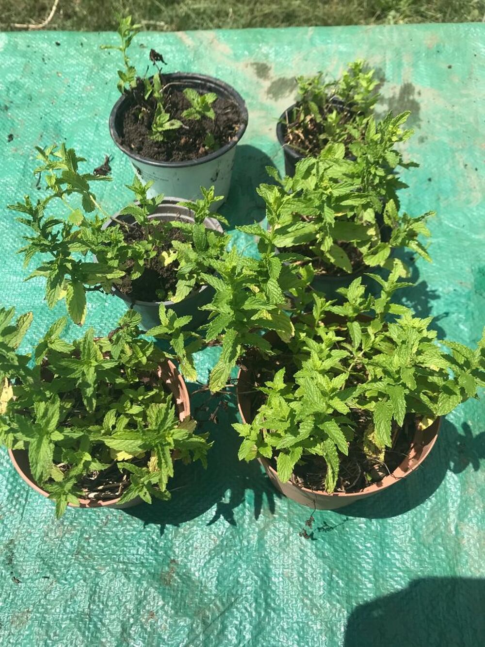 Six pieds de menthe bio Jardin