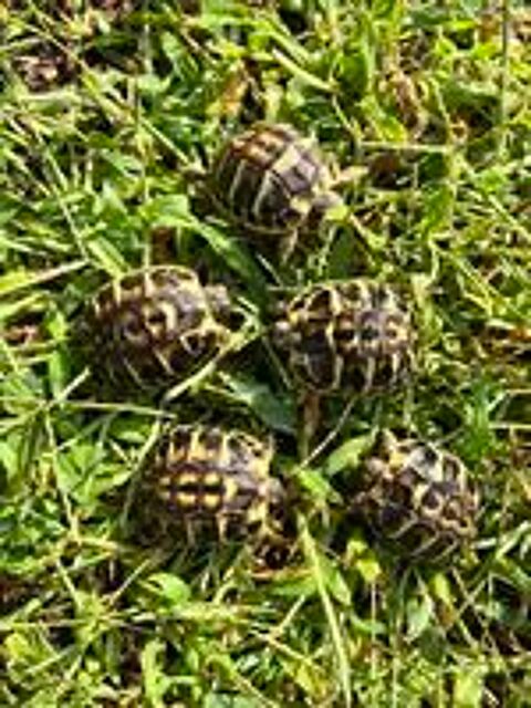   Tortu 