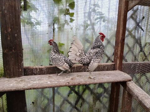 Couple Sebright de 2025 40 44590 Derval