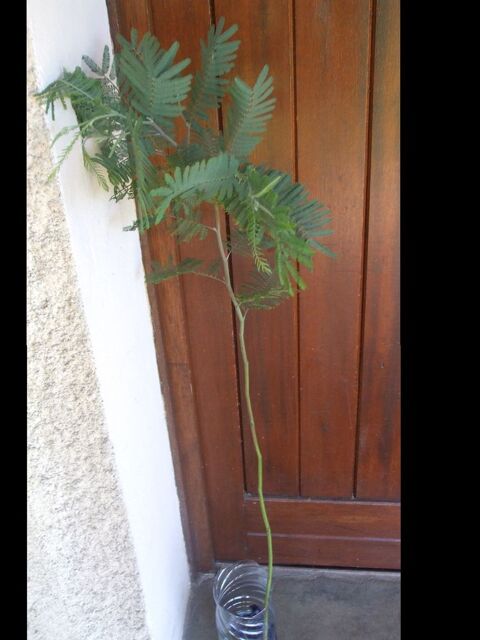 mimosa  5 Yvrac (33)