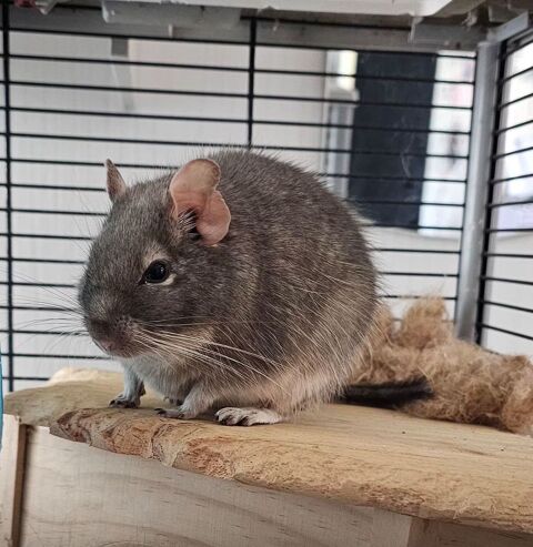 Octodon Femelle  0 13130 Berre-l'tang