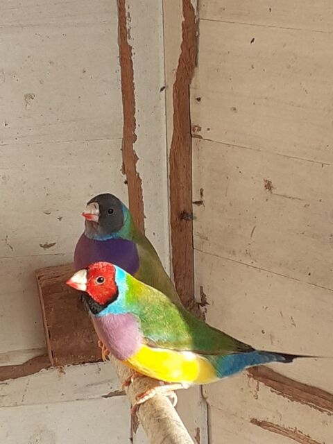 M&acirc;les diamants gould. 90 28800 Trizay-l�s-bonneval