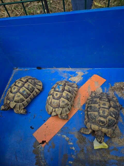 tortues de 2018;sexe indéterminé pour l'instant 150 78250 Oinville-sur-montcient