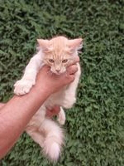   Chaton Maine coon 