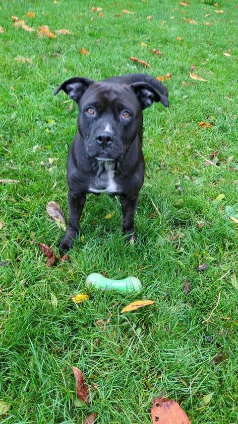 Mademoiselle Paty, 150 76000 Rouen