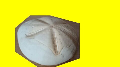 Test d'Oursin Metalia 11,3 cm -coquillage-dco-collection 15 Saint-Ptan (22)