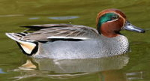   canards d'ornements carolin mandarin sarcelle 