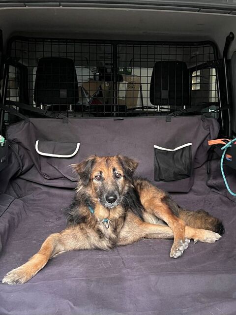 Bobby, le timide 150 77000 Livry-sur-seine