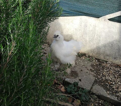 Coq Soie Blanc 0 76360 Barentin