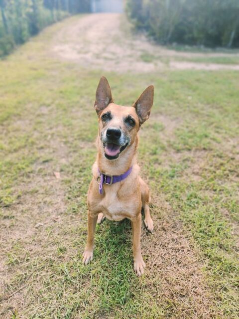 ✨️ MALIA ✨️ 🐶 290 76520 Boos