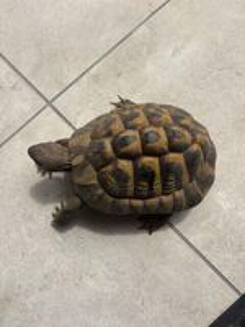   Tortue Herm 10 ans  