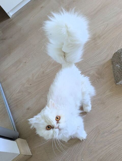 British longhair blanche yeux or 500 78500 Sartrouville