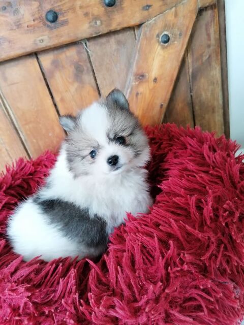 petit spitz 
880 17400 Saint-denis-du-pin