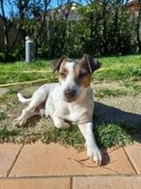   Chien LOUNA à l adoption 