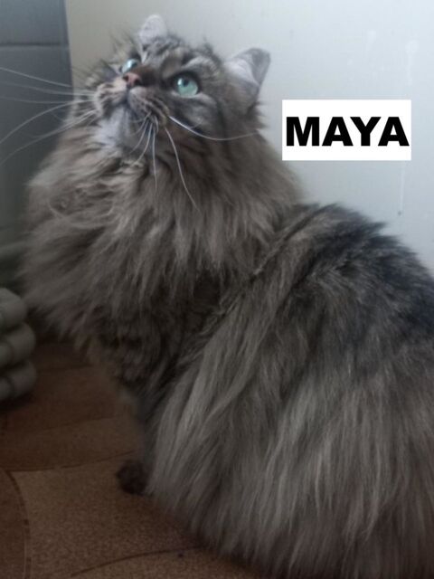 MAYA SE TROUVE EN FAMILLE D'ACCUEIL 94 0 94000 Cr�teil