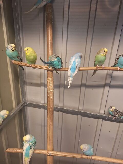 Perruches Ondul&eacute;es 10 76580 Le trait