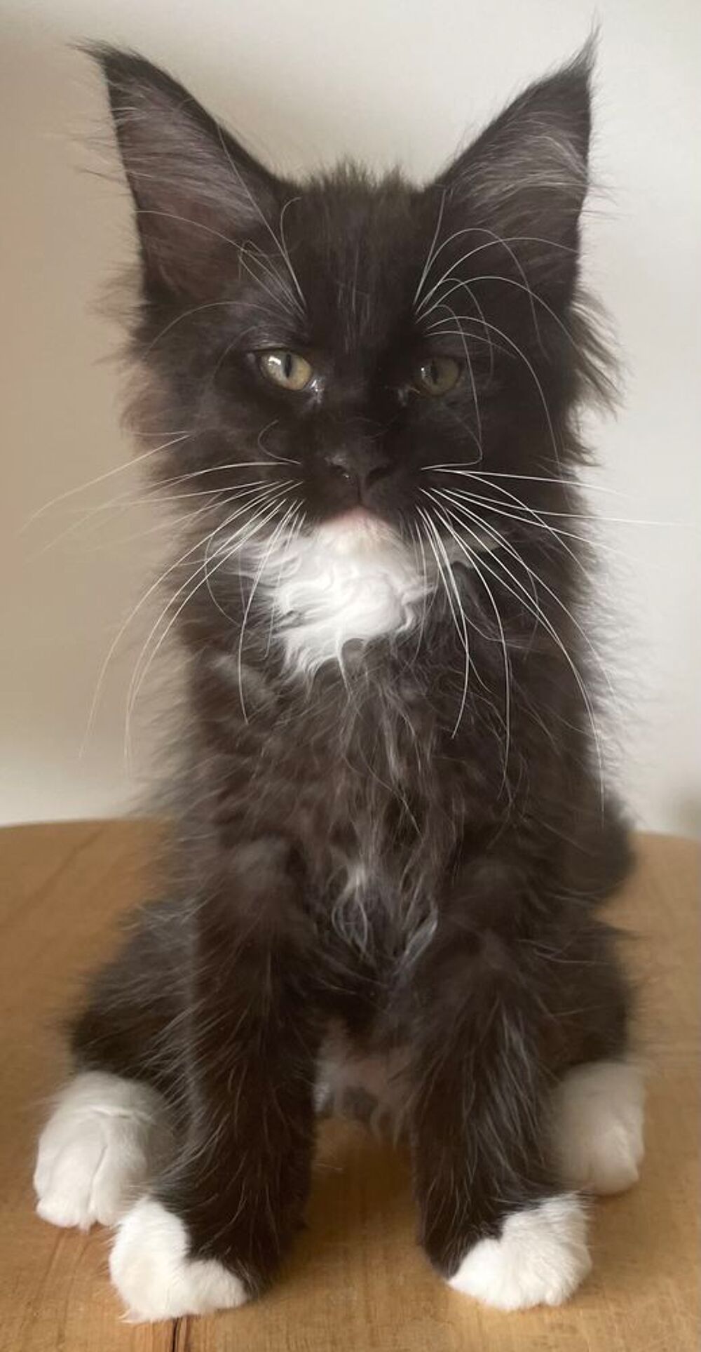   Chaton mâle de pure race Maine Coon 