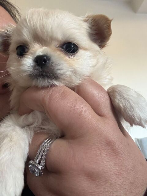 &Agrave; r&eacute;server petit chiot miniature poil long 2490 34200 S�te