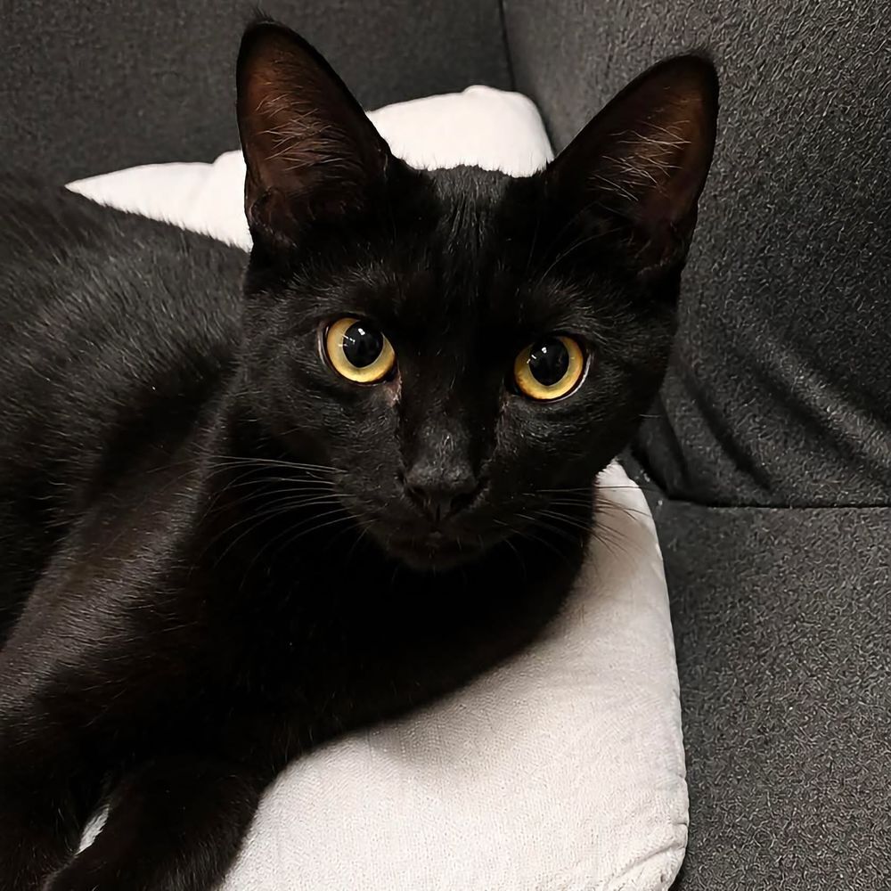   Zeek - chatonne sociable 