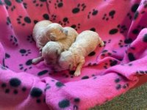   Maltipoo  
