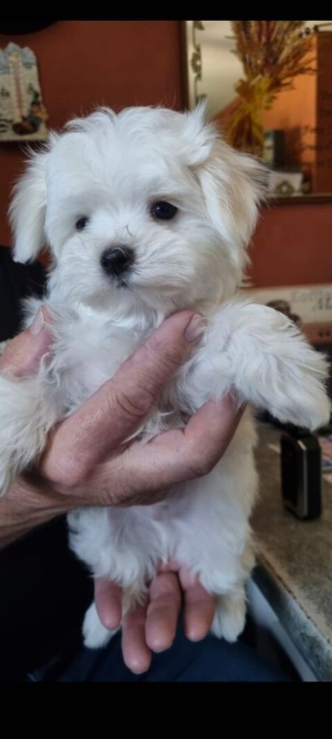 Bichons Maltais  nain et toye 2000 78980 Saint-illiers-le-bois