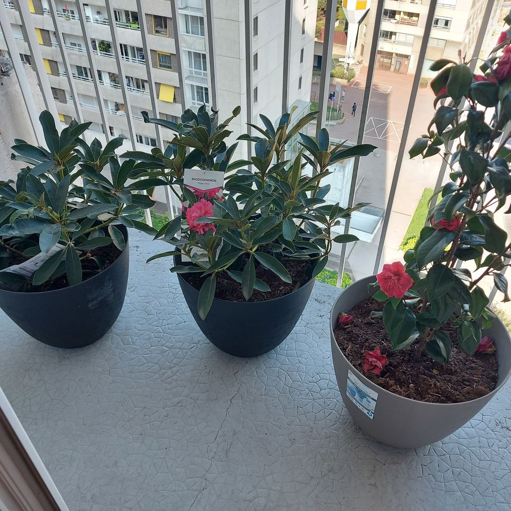 1 camelia dans un grand pot et 2 rhododendrons Jardin