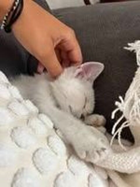   Chat BOULETTE à l adoption 