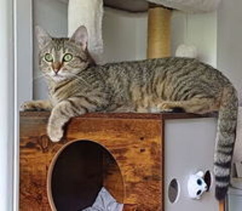   ISO FEMELLE TIGREE 2 ANS 1/2 