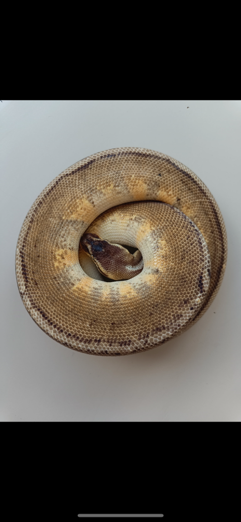Python regius stripe 70 44600 Saint-nazaire