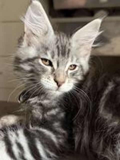   Chaton mâle Maine coon LOOF 