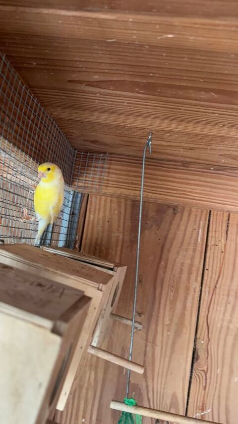 couple canaris 45 71390 Messey-sur-grosne