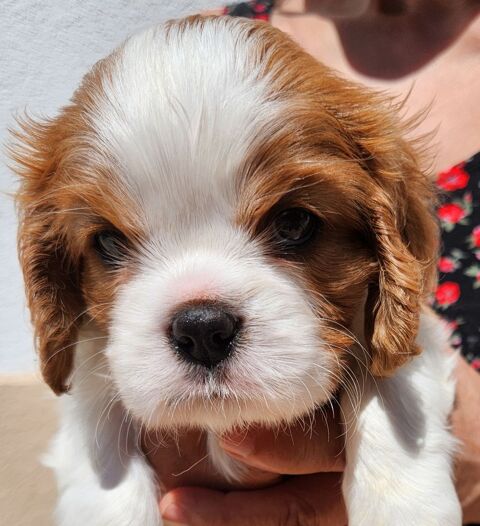 de chiots Cavalier King Charles LOF 1500 68140 Soultzeren