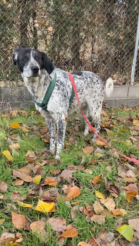 Une famille pour Miku 0 29200 Brest